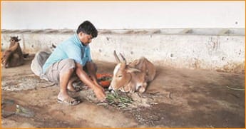Kishan Gaushala Rajkot gauseva of 2300 gaumata and natural farming activities