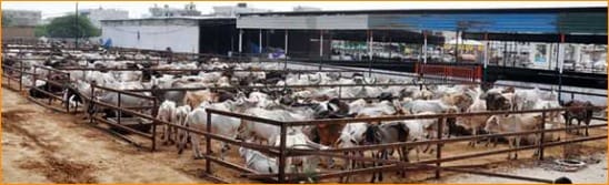 Kishan Gaushala Rajkot gauseva of 2300 gaumata and natural farming activities